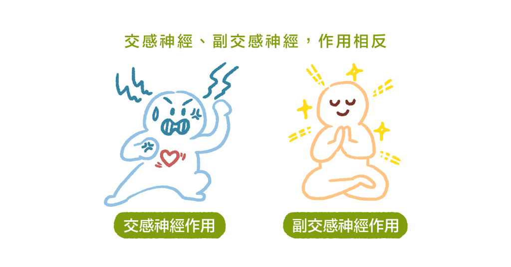 為什麼緊張時心臟總是蹦蹦跳?心理諮商師淺談自律神經系統 - Bestmade 人學院