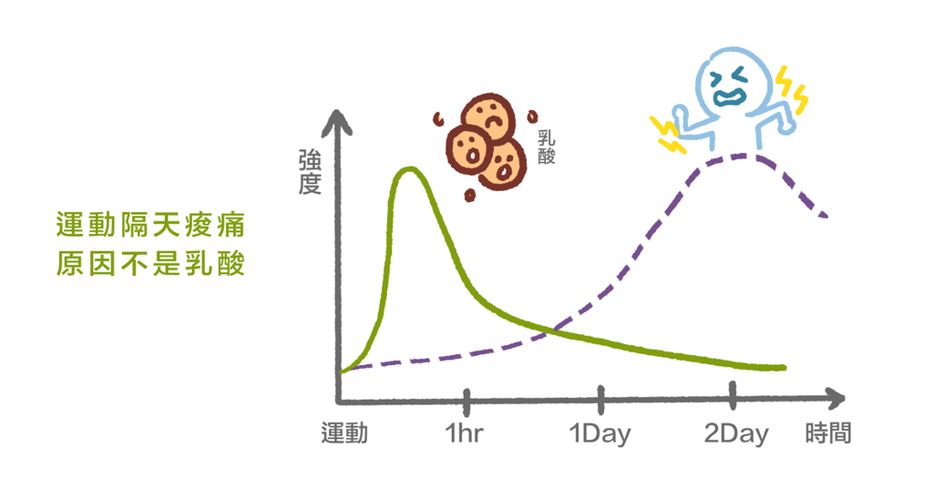 運動後痠痛都是「乳酸」惹的禍?物理治療師釐清乳酸與痠痛的關聯 - Bestmade 人學院