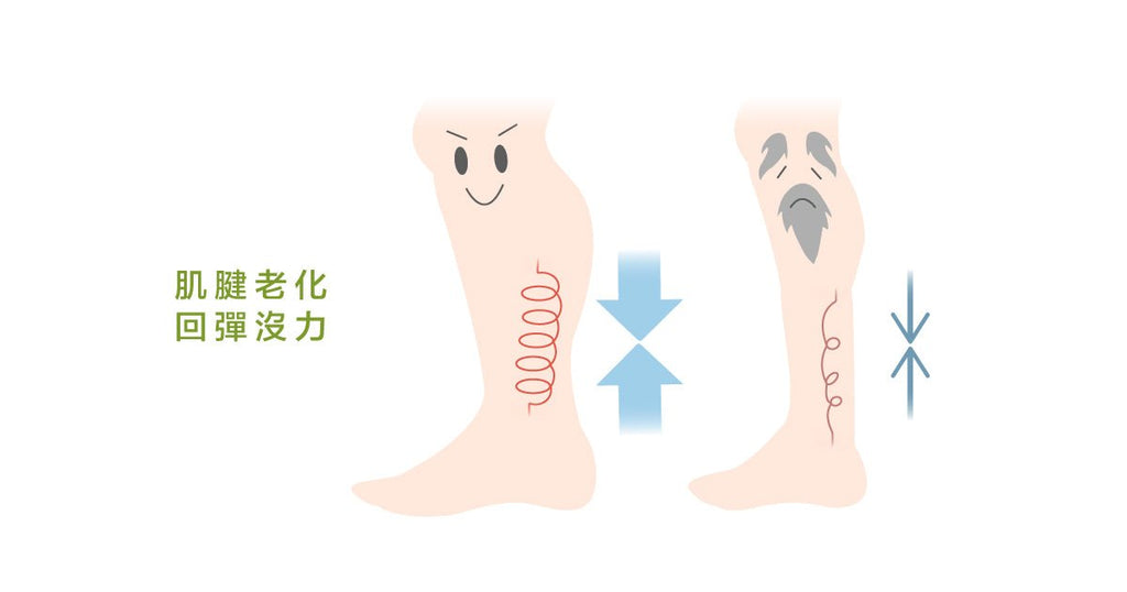 認識阿基里斯腱與肌腱退化病變模型 - Bestmade 人學院