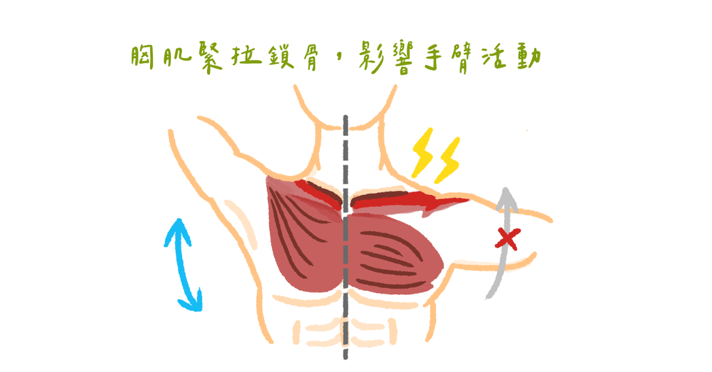 造成肩頸痠痛最容易忽略的骨頭:鎖骨|內附冷門小知識 - Bestmade 人學院