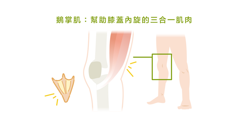 想知道內側膝關節為何疼痛？需要先了解鵝掌肌！