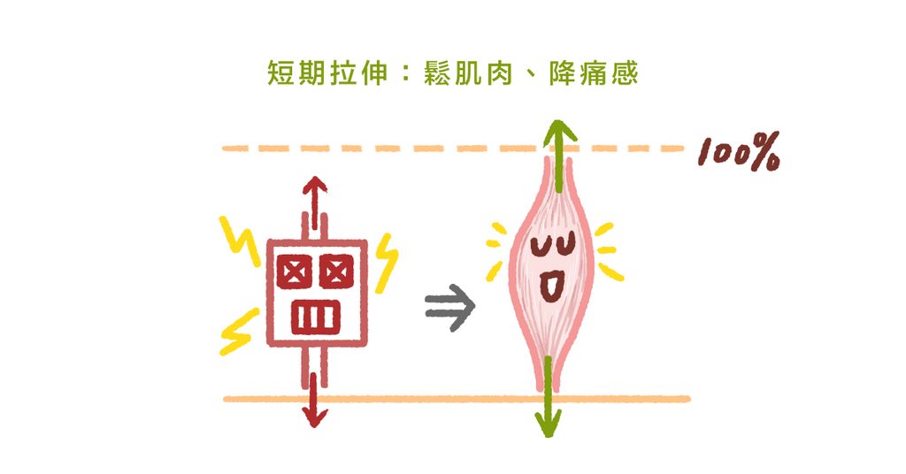 伸展能讓肌肉變長、放鬆？物理治療師：規律且長期伸展才有效