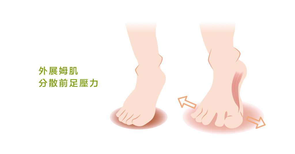 足踝中不可或缺的一部分：趾部肌群