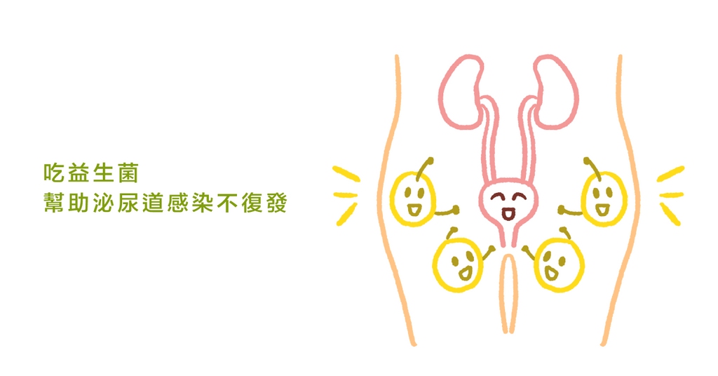 預防泌尿道感染，除了抗生素，益生菌也能幫忙