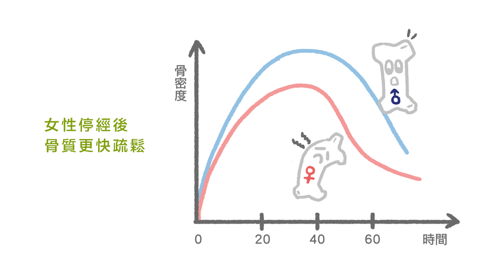 30 歲以上注意！預防勝於治療！骨質疏鬆症的原因與鑑測認定（上） - Bestmade 人學院