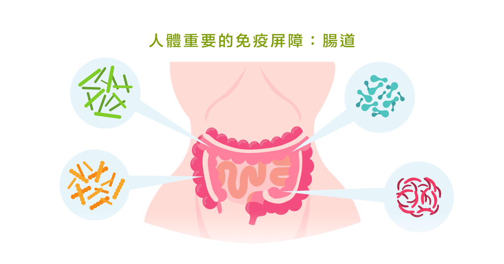 腸道細菌與自體免疫性疾病的關係，益生菌有望能幫助 - Bestmade 人學院