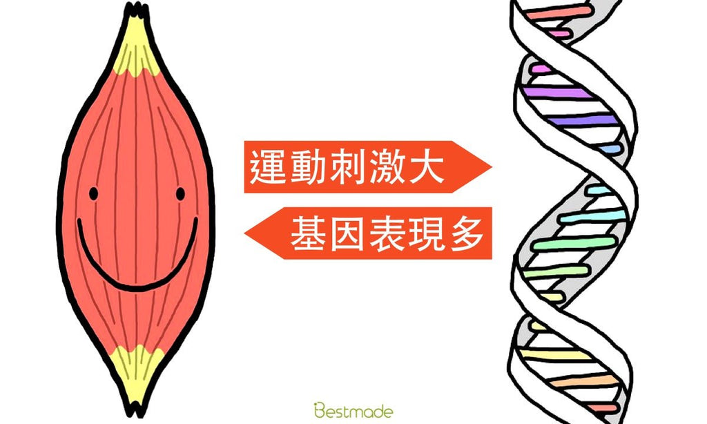 運動刺激大，基因表現多。 - Bestmade 人學院