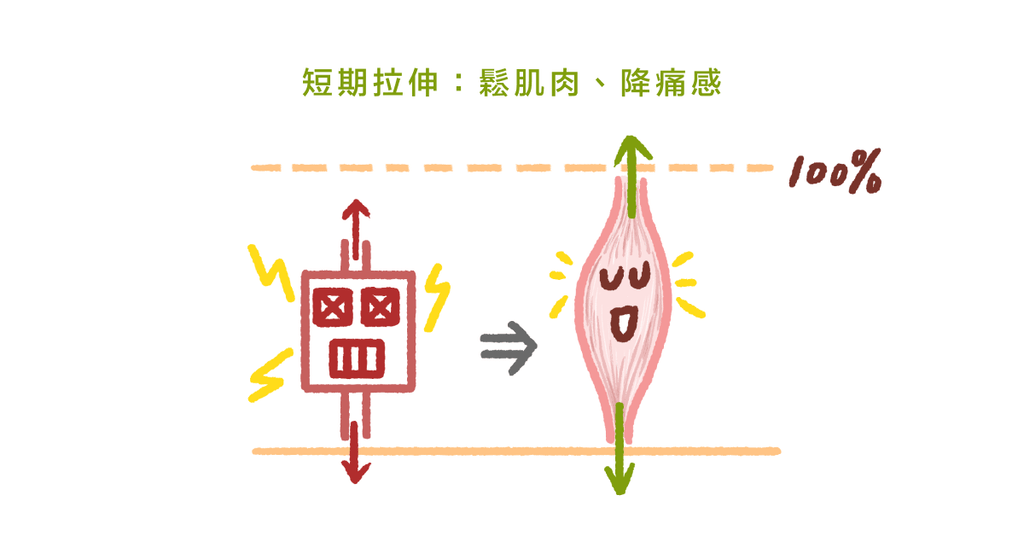 伸展能讓肌肉變長、放鬆？物理治療師：規律且長期伸展才有效 - Bestmade 人學院