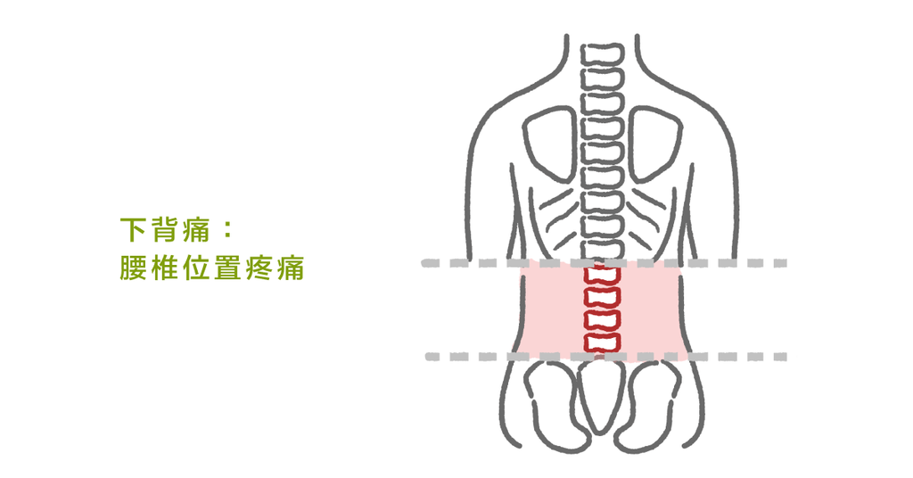 總是腰痠？腰痛？圖解下背痛位置與常見原因（上） - Bestmade 人學院